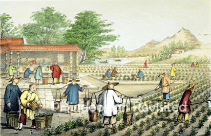 /data/Original Prints/Miscellaneous/CULTURE AND PREPARATION OF TEA.jpg